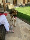 adoptable Dog in san angelo,, TX named Dolly (SC)