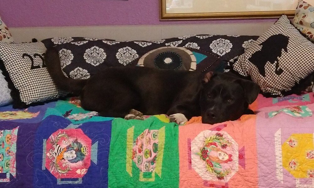 adoptable Dog in San Angelo, TX named Conan (SC)