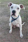 adoptable Dog in  named Max (SC)