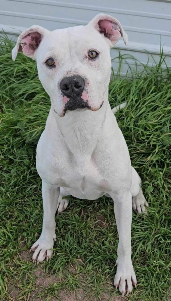 adoptable Dog in San Angelo, TX named Max (SC)