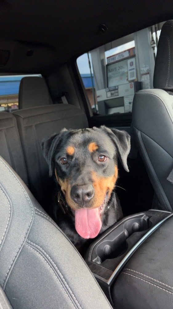 adoptable Dog in San Angelo, TX named Burdee (SC)