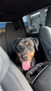 adoptable Dog in san angelo, TX named Burdee (SC)