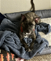 adoptable Dog in san angelo, TX named Baby (SC)