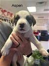 adoptable Dog in san angelo, TX named Aspen (MM)
