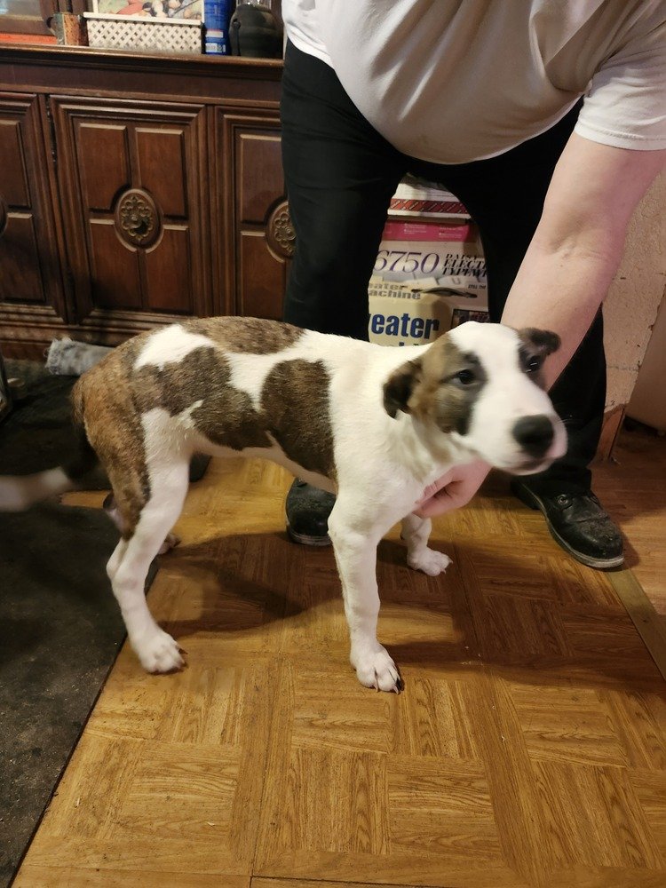 adoptable Dog in San Angelo, TX named Aspen (MM)