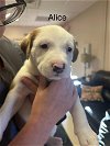 adoptable Dog in san angelo, TX named Alice (MM)