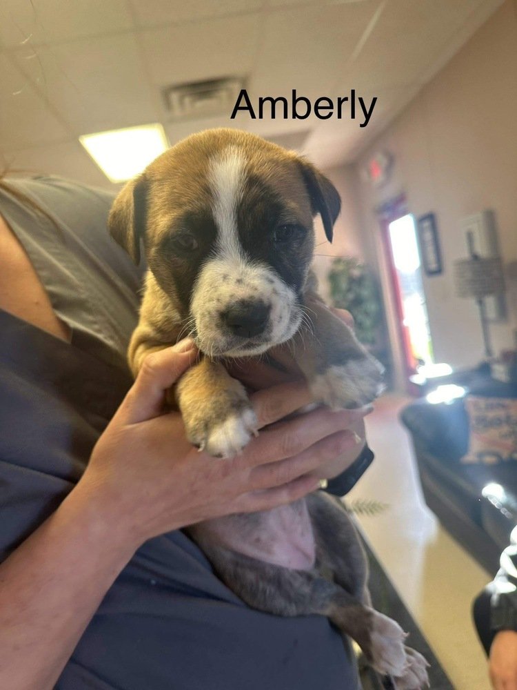 adoptable Dog in San Angelo, TX named Amberly (MM)