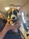 adoptable Dog in  named Amberly (MM)