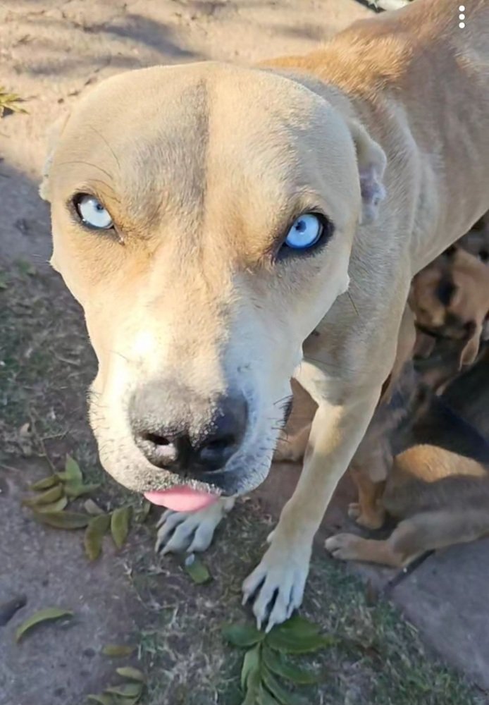 adoptable Dog in San Angelo, TX named Hope (SC)