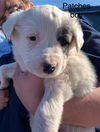 adoptable Dog in San Angelo, TX named Snowflake (MM)