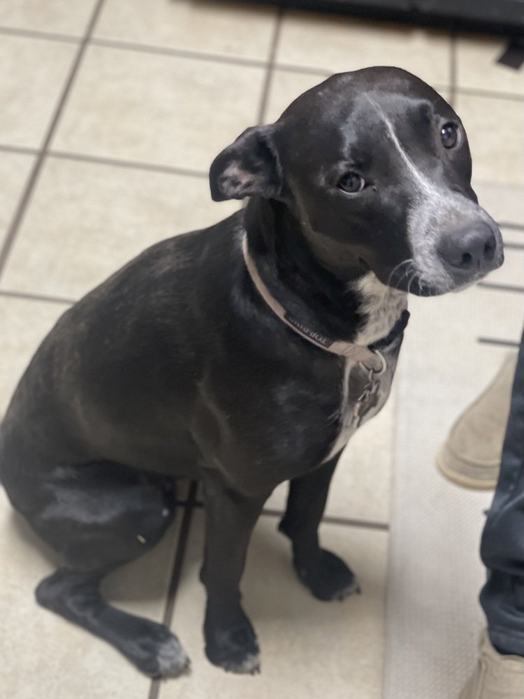 adoptable Dog in San Angelo, TX named Jack SC