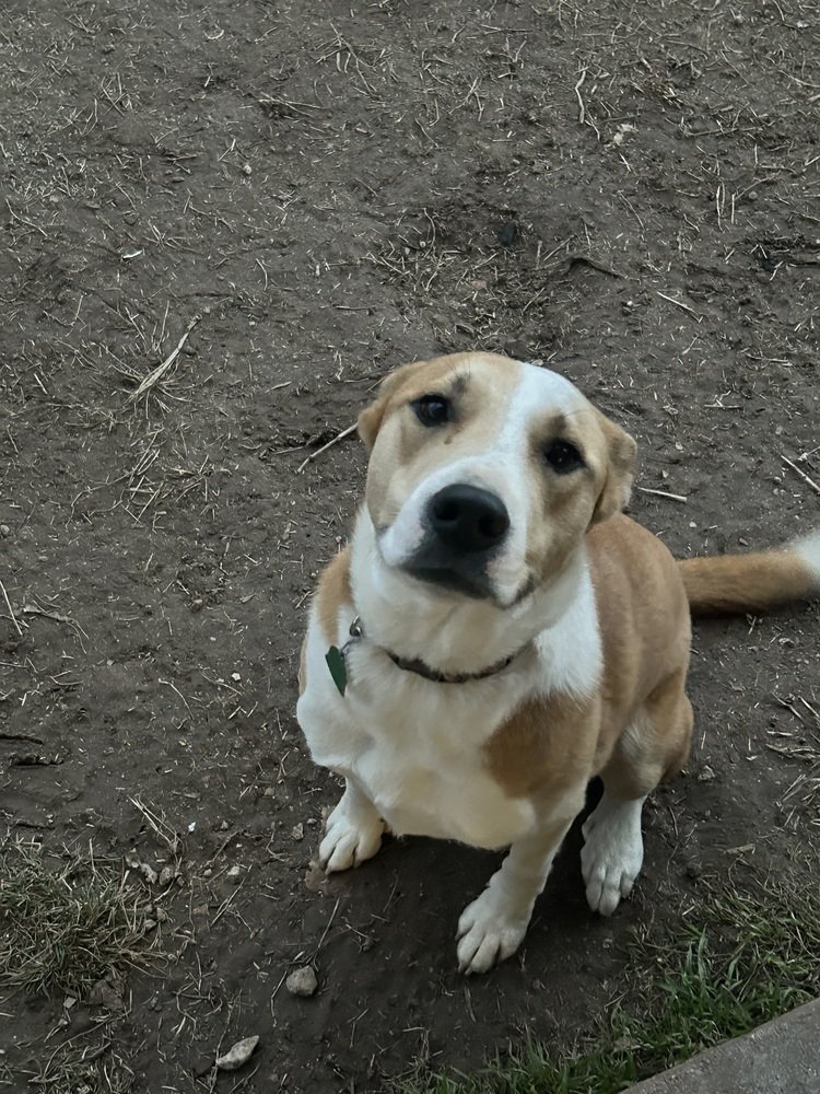 adoptable Dog in San Angelo, TX named Eevee SC