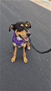 adoptable Dog in san angelo, TX named Artemis SC