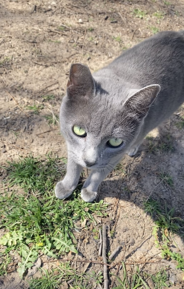 adoptable Cat in San Angelo, TX named Domino SC