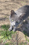 adoptable Cat in san angelo,, TX named Domino SC