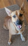 adoptable Dog in san angelo, TX named Bella (SC)