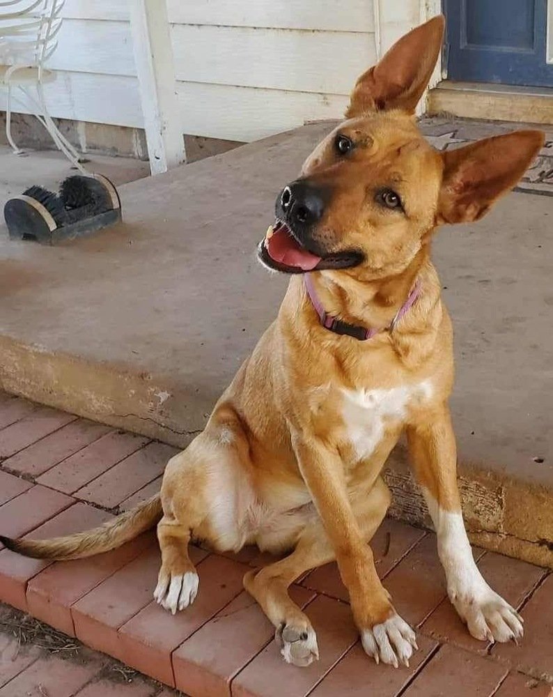 adoptable Dog in San Angelo, TX named Bella (SC)