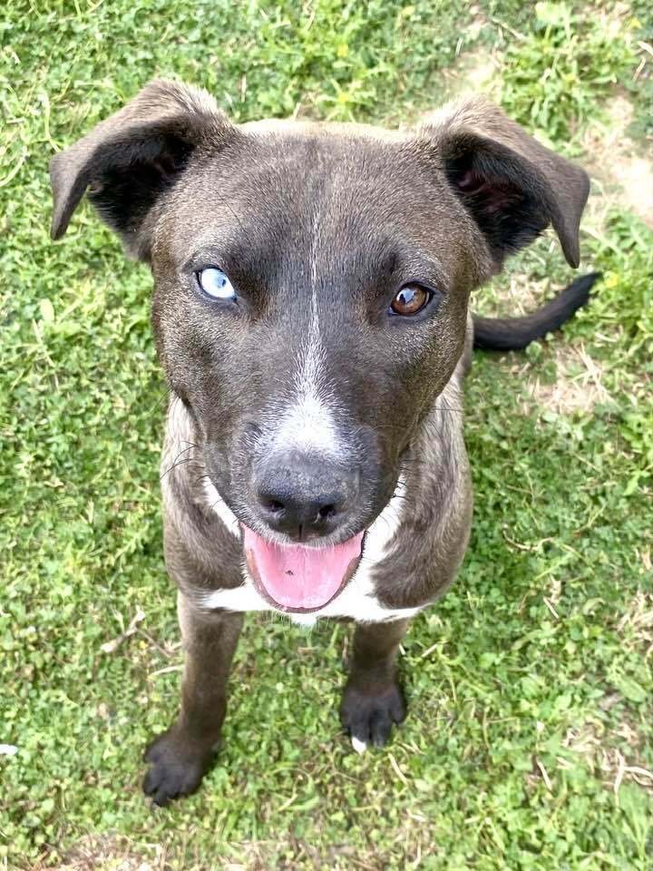 adoptable Dog in San Angelo, TX named Sable SC