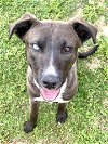 adoptable Dog in  named Sable SC