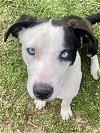 adoptable Dog in  named Bleu SC