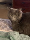 adoptable Cat in San Angelo, TX named Stormy SC