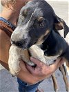 adoptable Dog in  named George SC