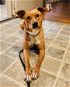 adoptable Dog in  named Cardi D (SC)
