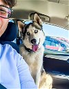 adoptable Dog in san angelo, TX named Azul SC