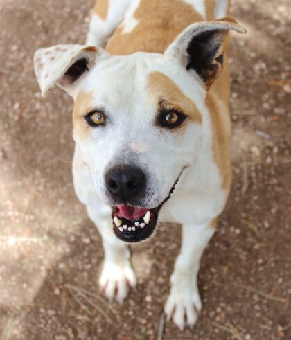 adoptable Dog in San Angelo, TX named Elisha SC