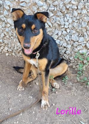 adoptable Dog in San Angelo, TX named Lorille