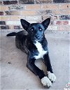 adoptable Dog in san angelo, TX named Bourbon SC