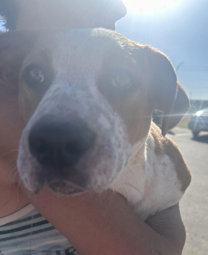 adoptable Dog in San Angelo, TX named Izzy SC
