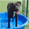 adoptable Dog in san angelo, TX named Alley SC