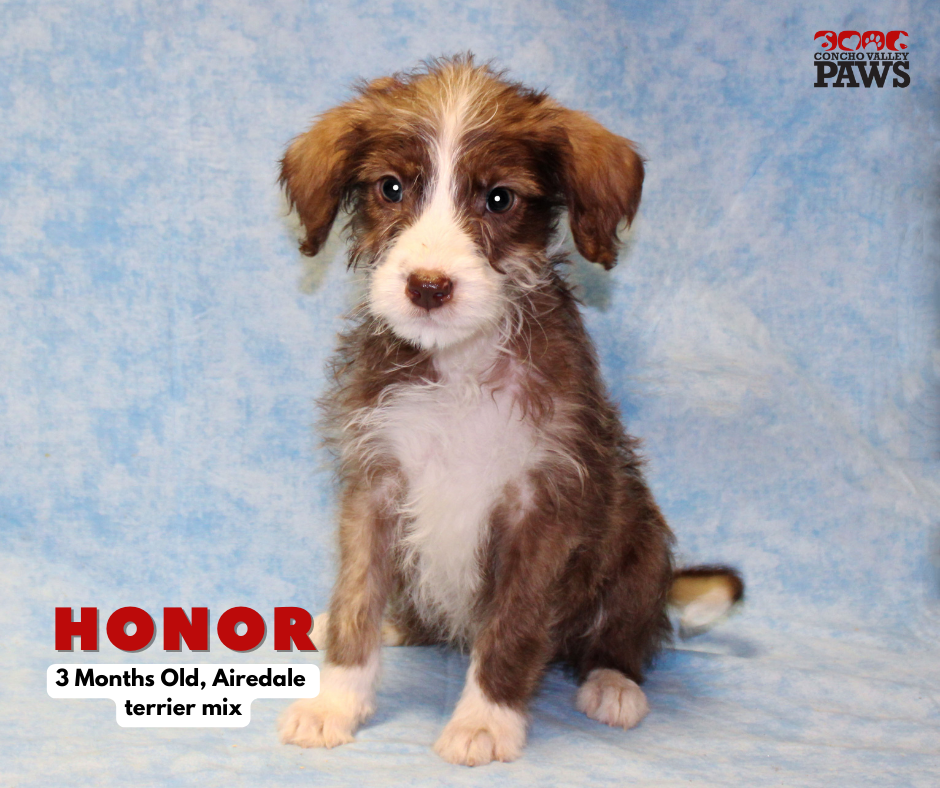 adoptable Dog in San Angelo, TX named Honor SC