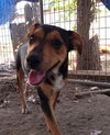 adoptable Dog in San Angelo, TX named Chowon SC