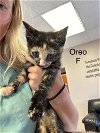 adoptable Cat in , TX named Oreo MM