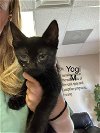 adoptable Cat in , TX named Yogi MM