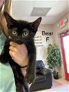 adoptable Cat in , TX named Bear MM