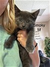 adoptable Cat in , TX named Smoky MM