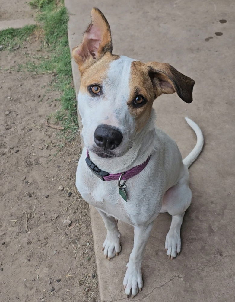 adoptable Dog in San Angelo, TX named Paisley SC