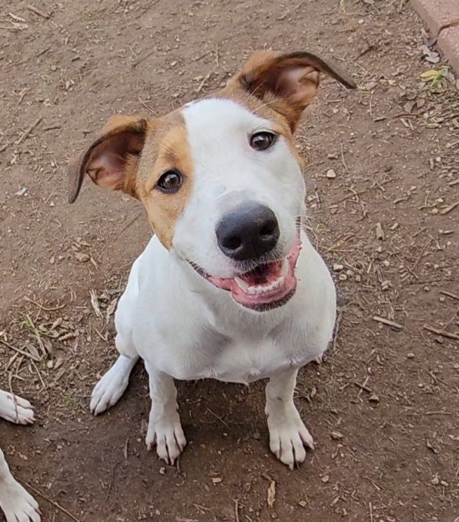 adoptable Dog in San Angelo, TX named Bailey SC