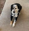 adoptable Dog in San Angelo, TX named Pinto SC