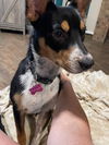 adoptable Dog in San Angelo, TX named Delaney SC