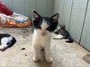 adoptable Cat in San Angelo, TX named Coconut SC