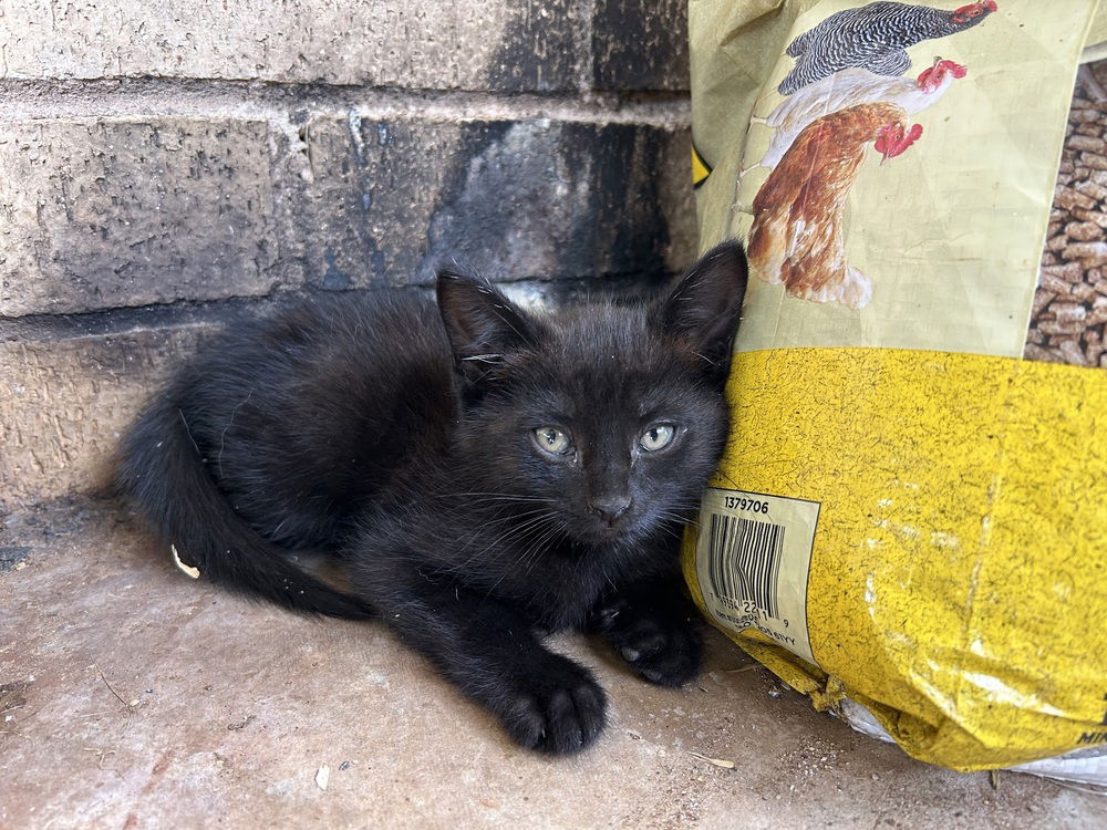 adoptable Cat in San Angelo, TX named Cashew SC