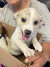 adoptable Dog in  named Spottie (MM)