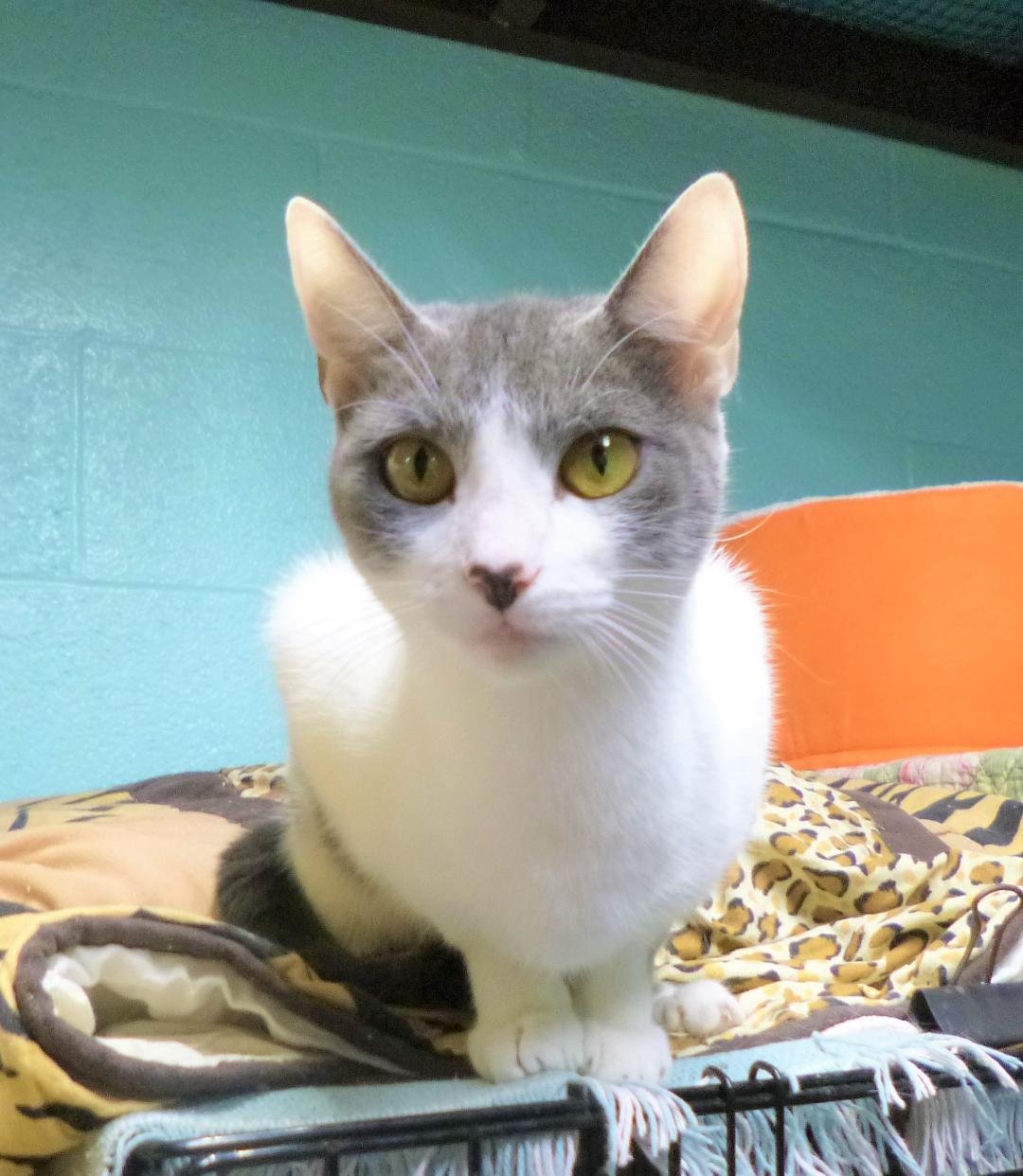 adoptable Cat in Feasterville Trevose, PA named Ximina