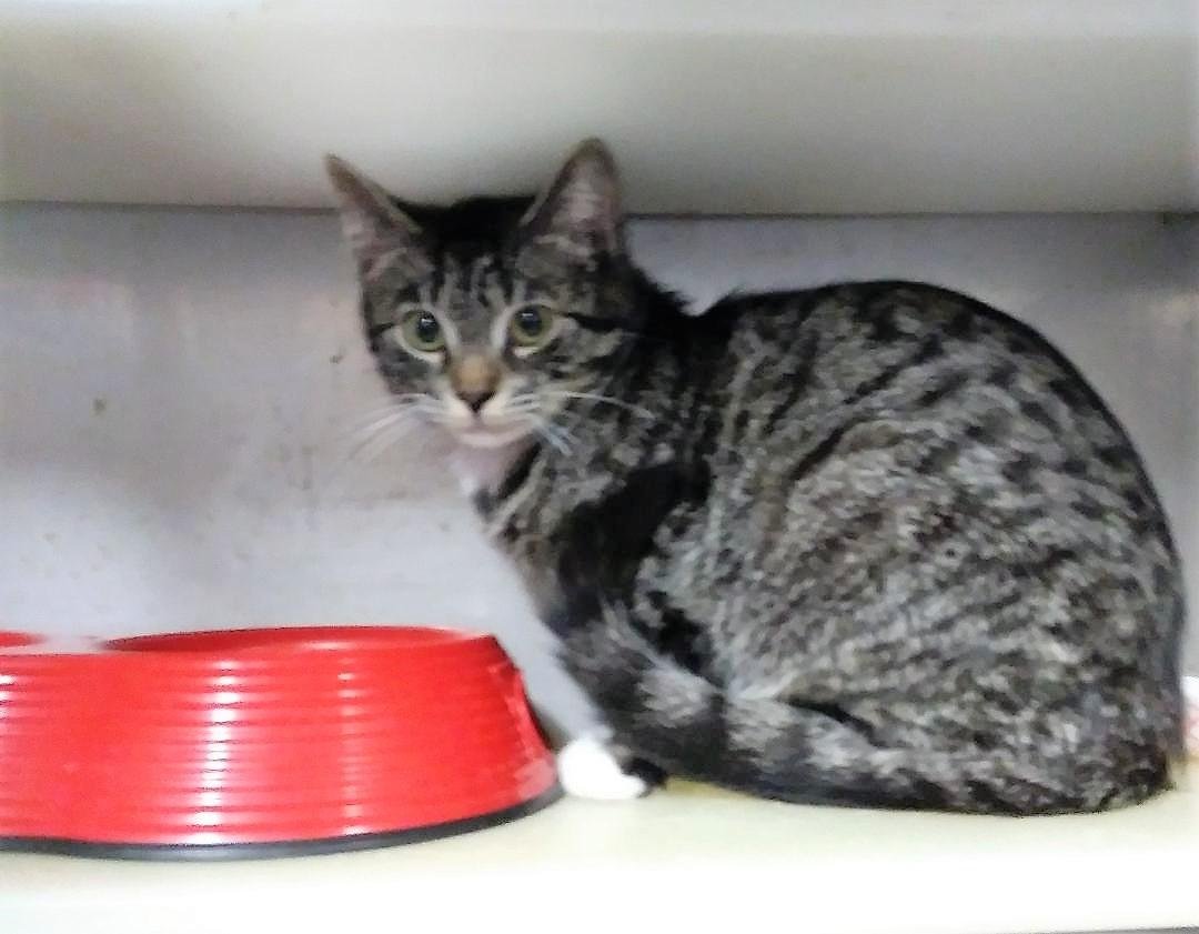 adoptable Cat in Feasterville Trevose, PA named Scissors