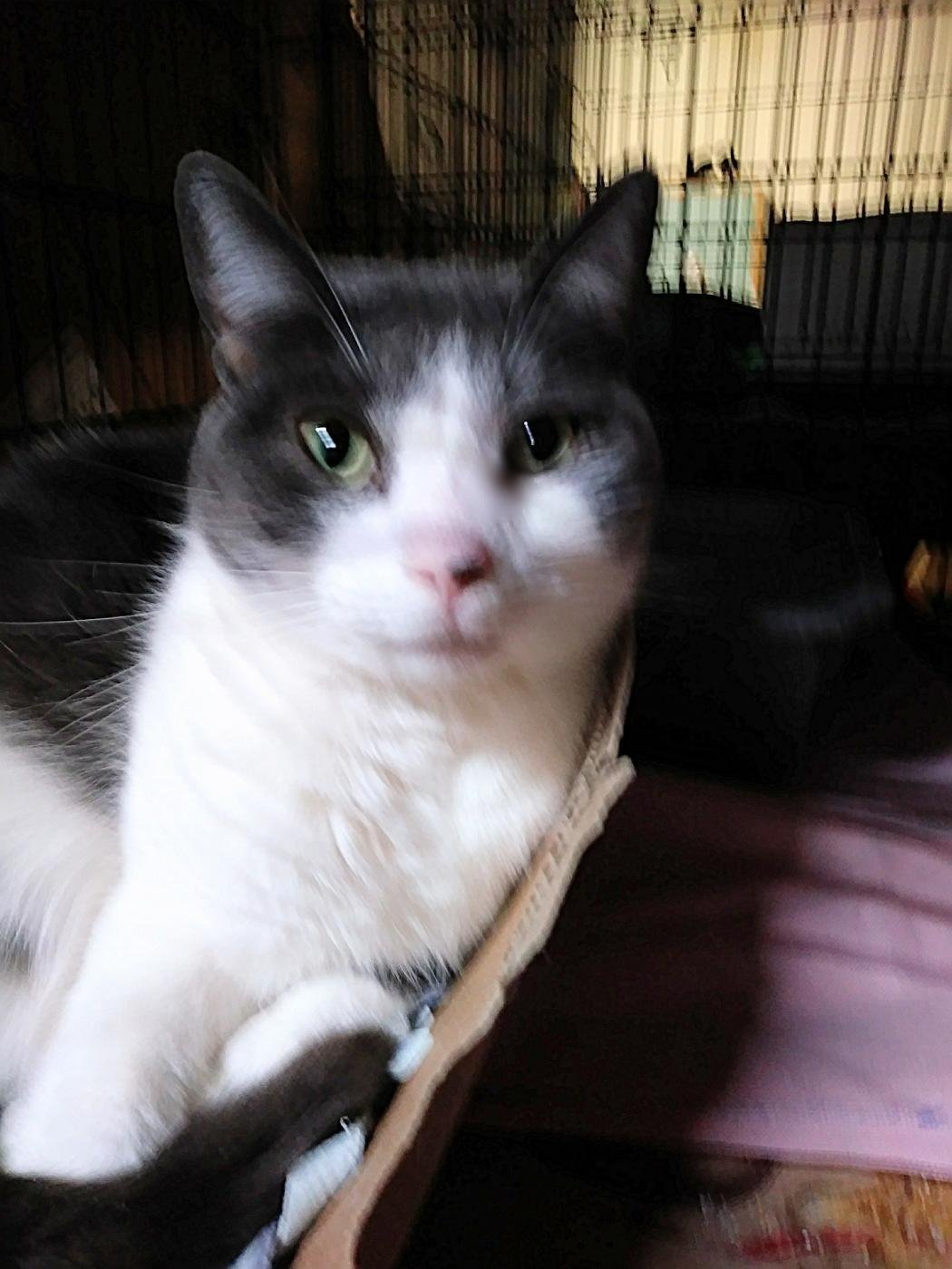 adoptable Cat in Feasterville Trevose, PA named Gary
