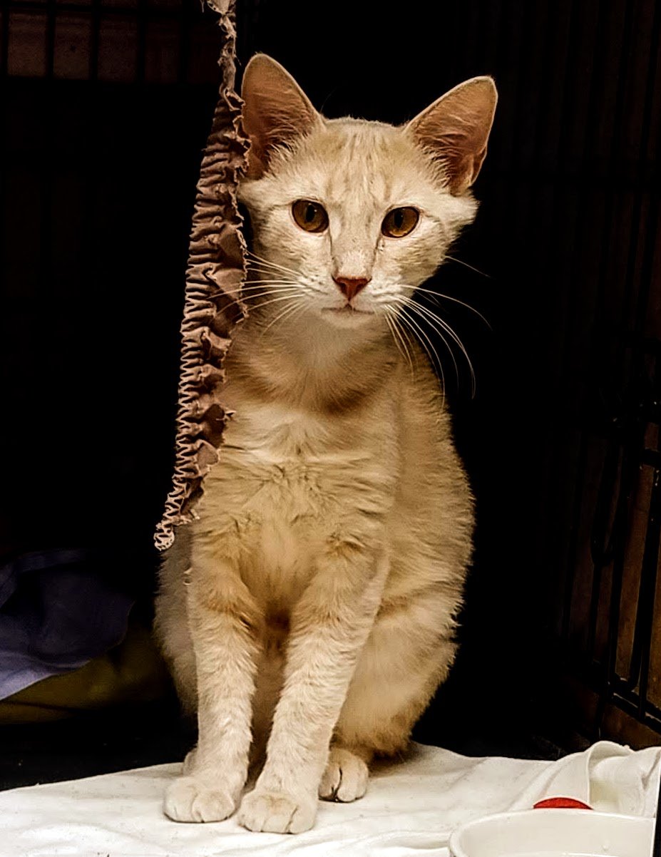 adoptable Cat in Feasterville Trevose, PA named Cantaloupe